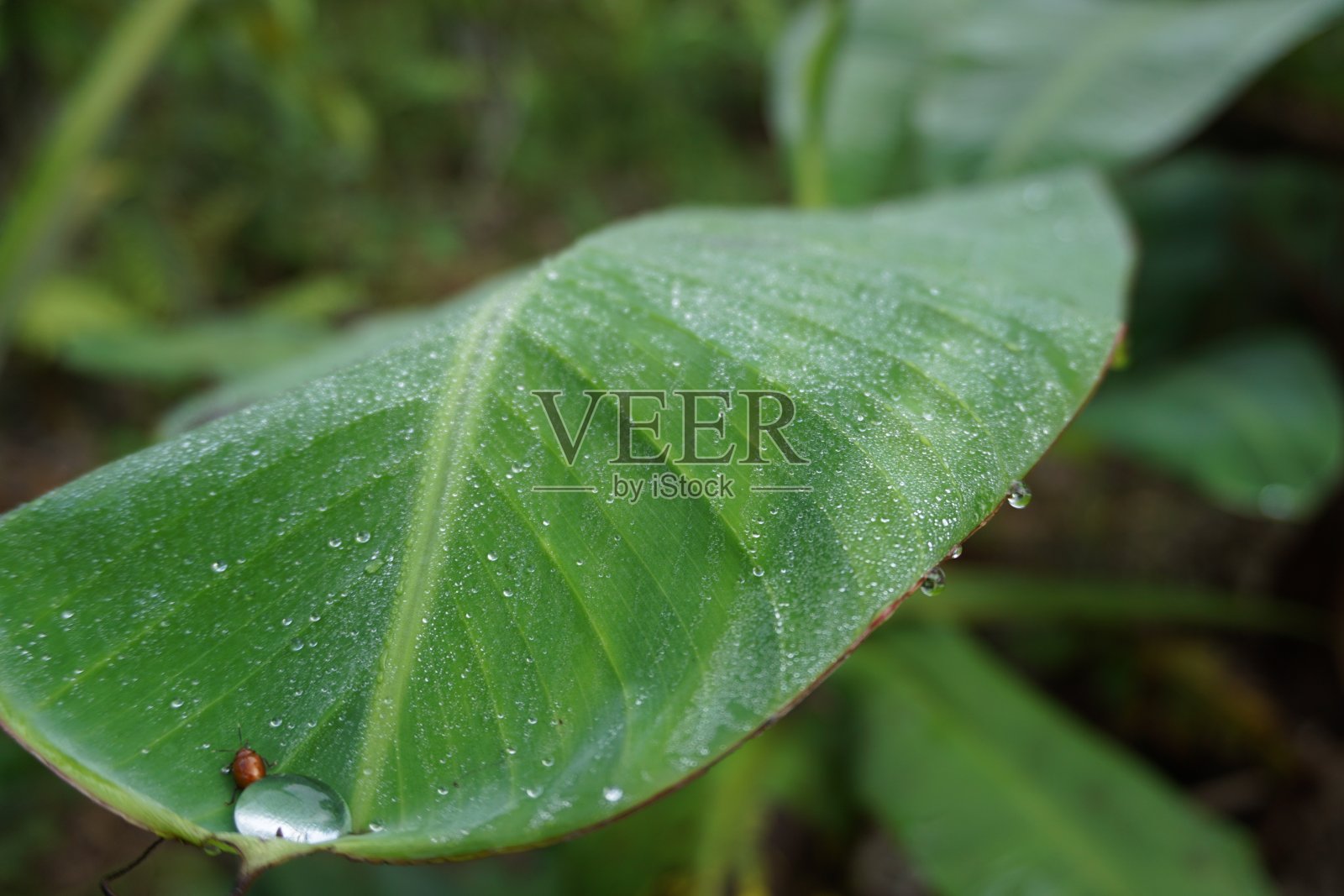 跳蚤甲虫照片摄影图片