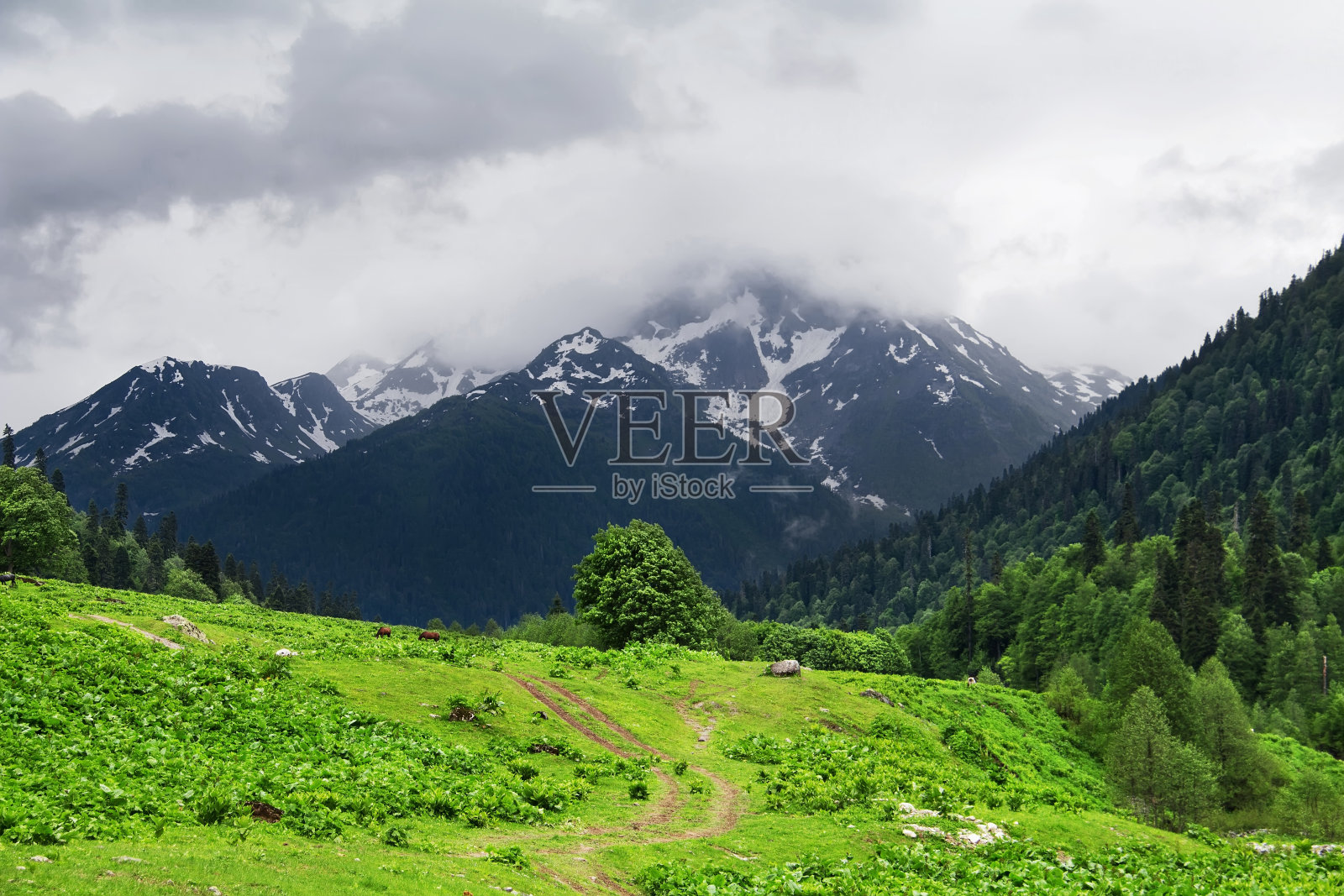 乡间小路在山涧的泉水中。阿布哈兹共和国照片摄影图片