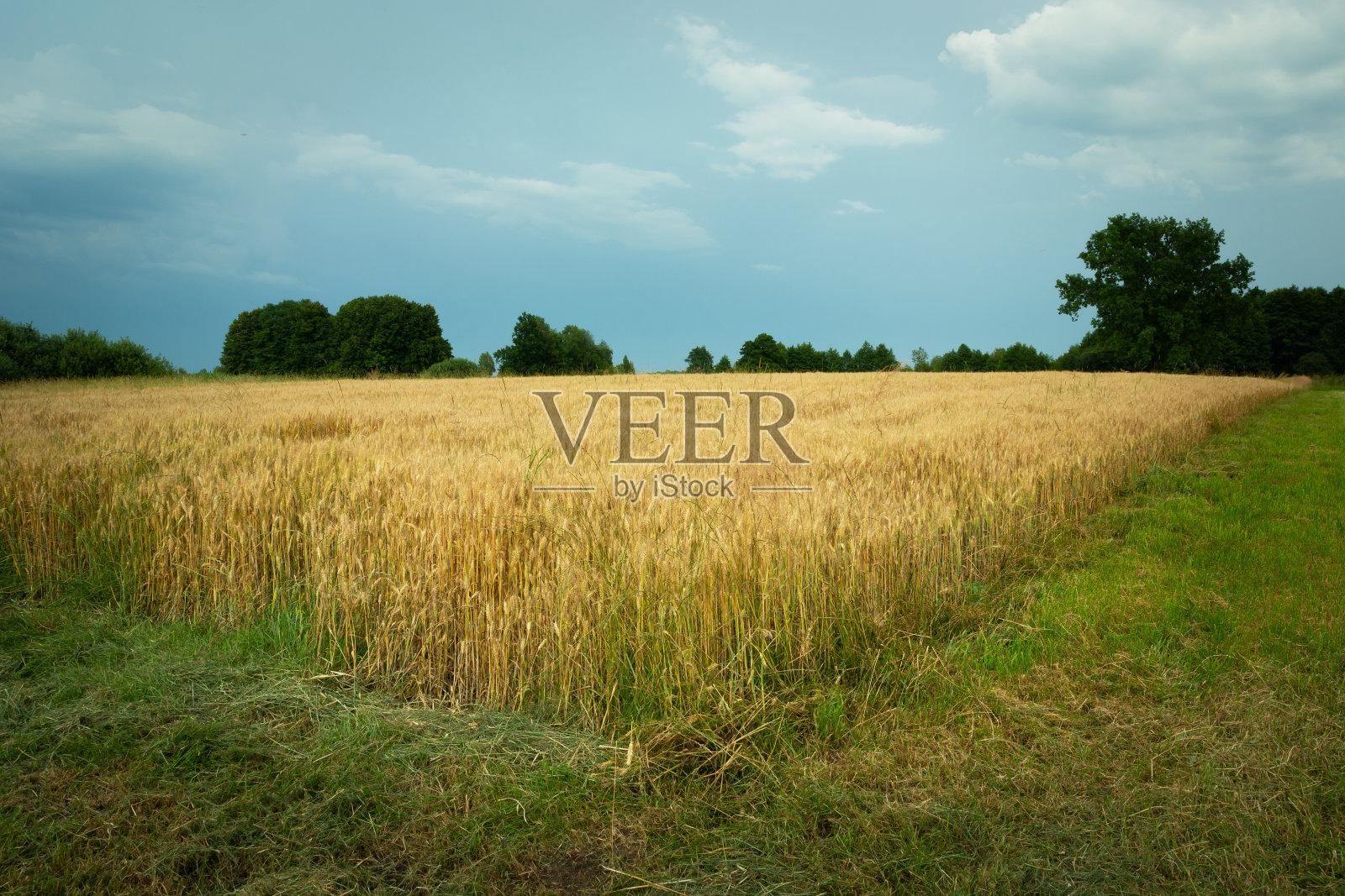 田野的边缘布满了谷物和多云的天空照片摄影图片