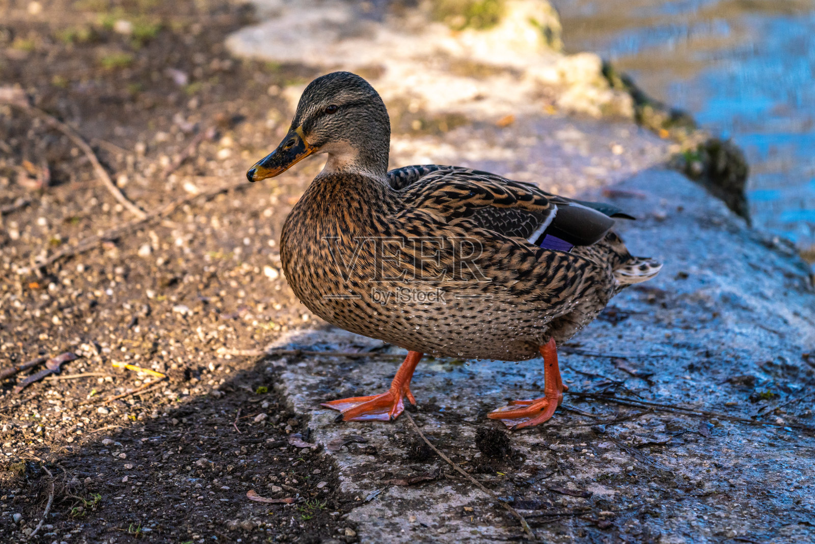 野鸭或野鸭，水鸭在湖里游泳照片摄影图片