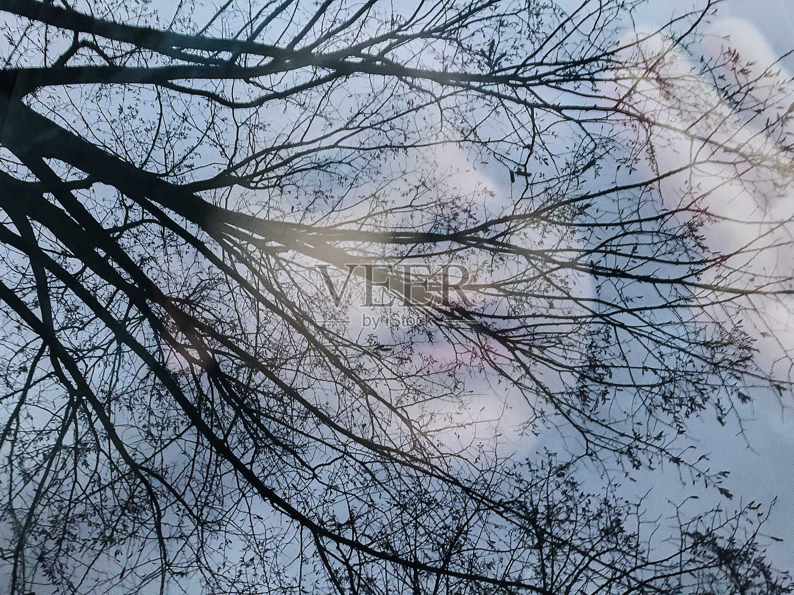 光秃秃的树枝倒映在玻璃里照片摄影图片