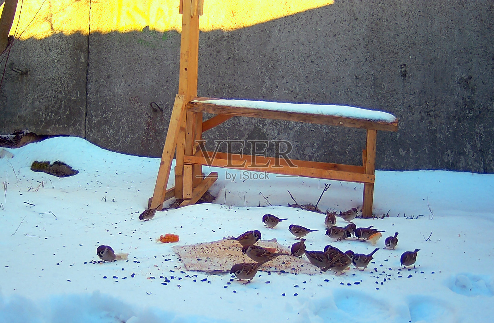 一群麻雀啄食散落在雪地上的食物。照片摄影图片