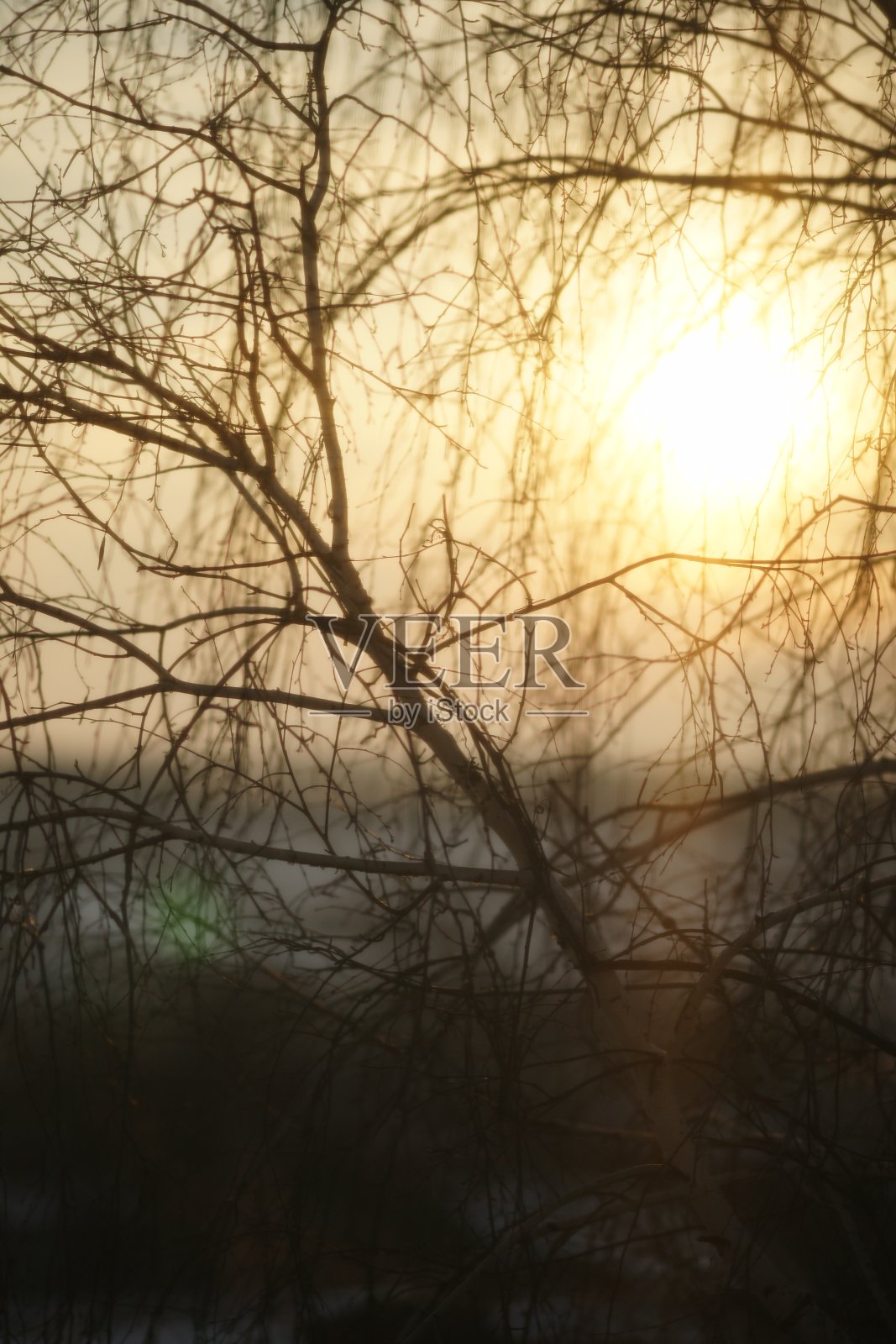 光秃秃的树枝在落日的天空和太阳的背景下。照片摄影图片