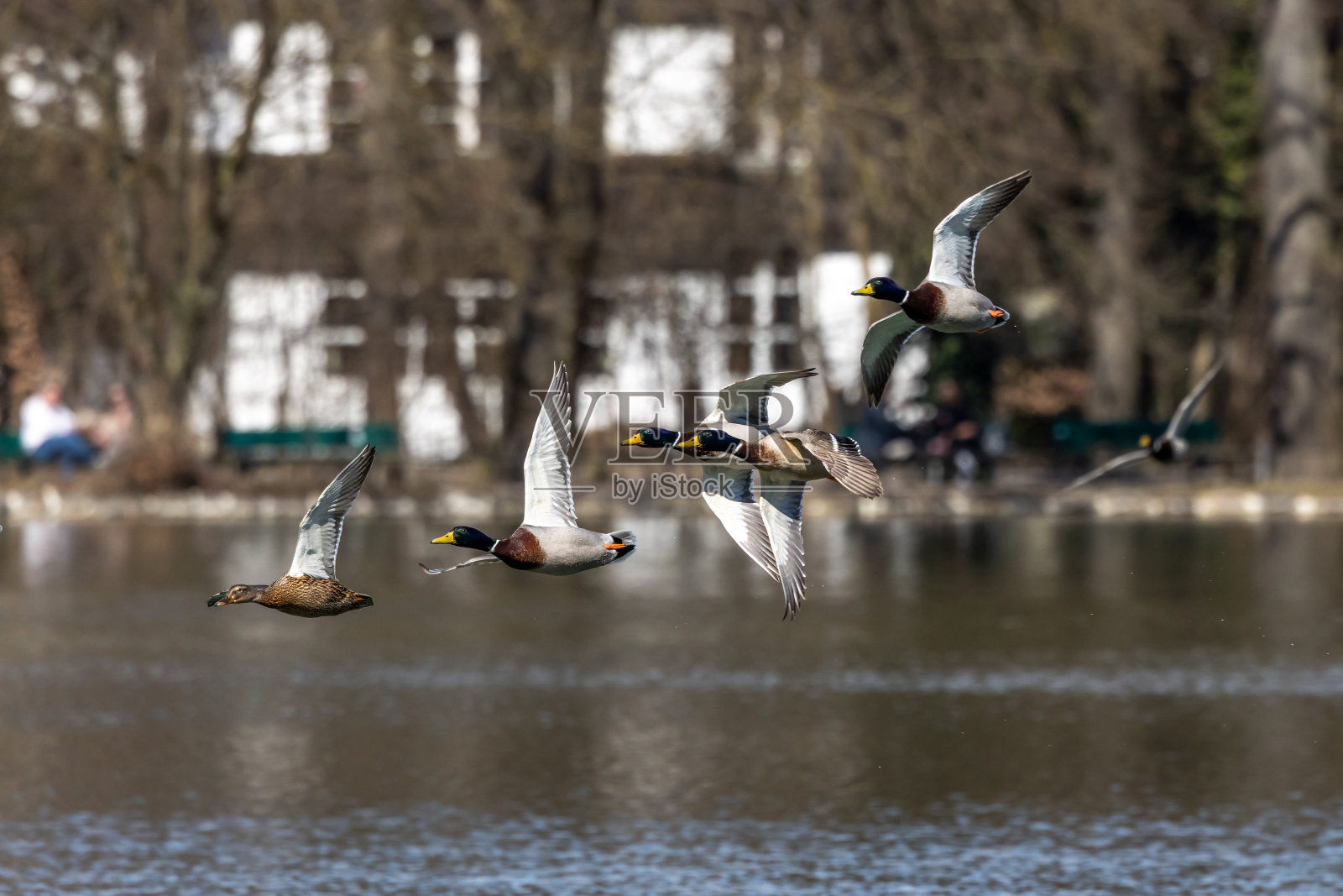 在德国慕尼黑的一个湖上飞翔的野鸭或野鸭照片摄影图片