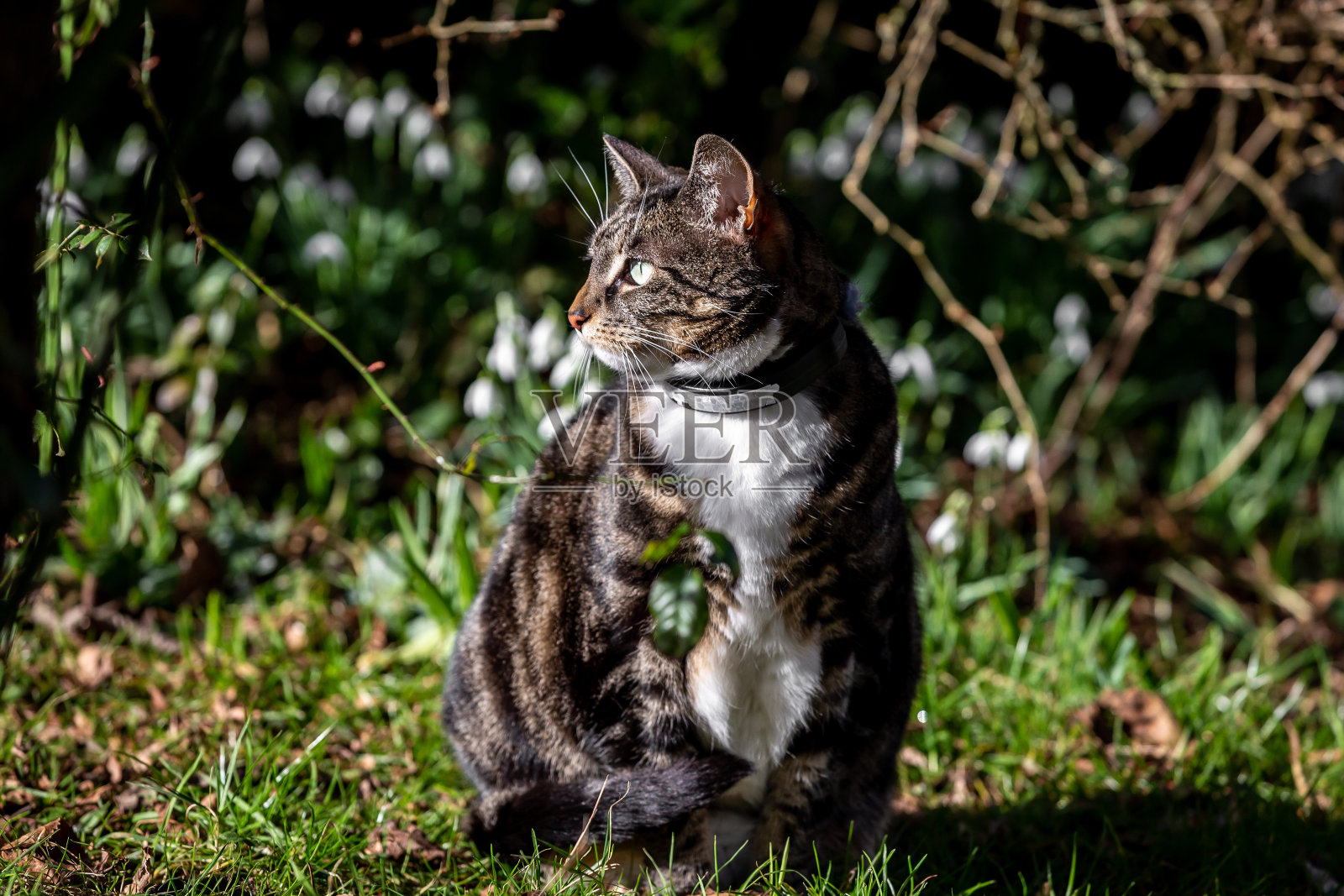 一只花斑猫在冬日的阳光下，身后是雪花莲照片摄影图片