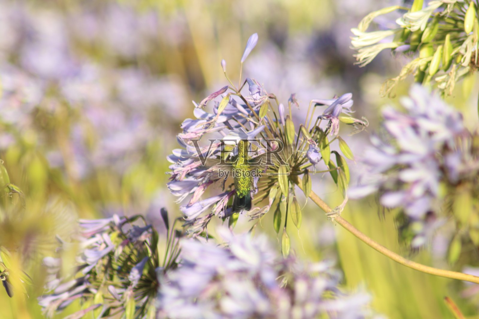蜂鸟照片摄影图片
