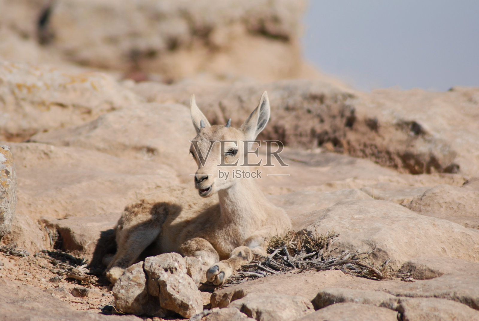 米兹佩拉蒙内盖夫沙漠中的野山羊在Machtesh Ramon火山口的边缘，以色列的野生动物，Ein Gedi照片摄影图片