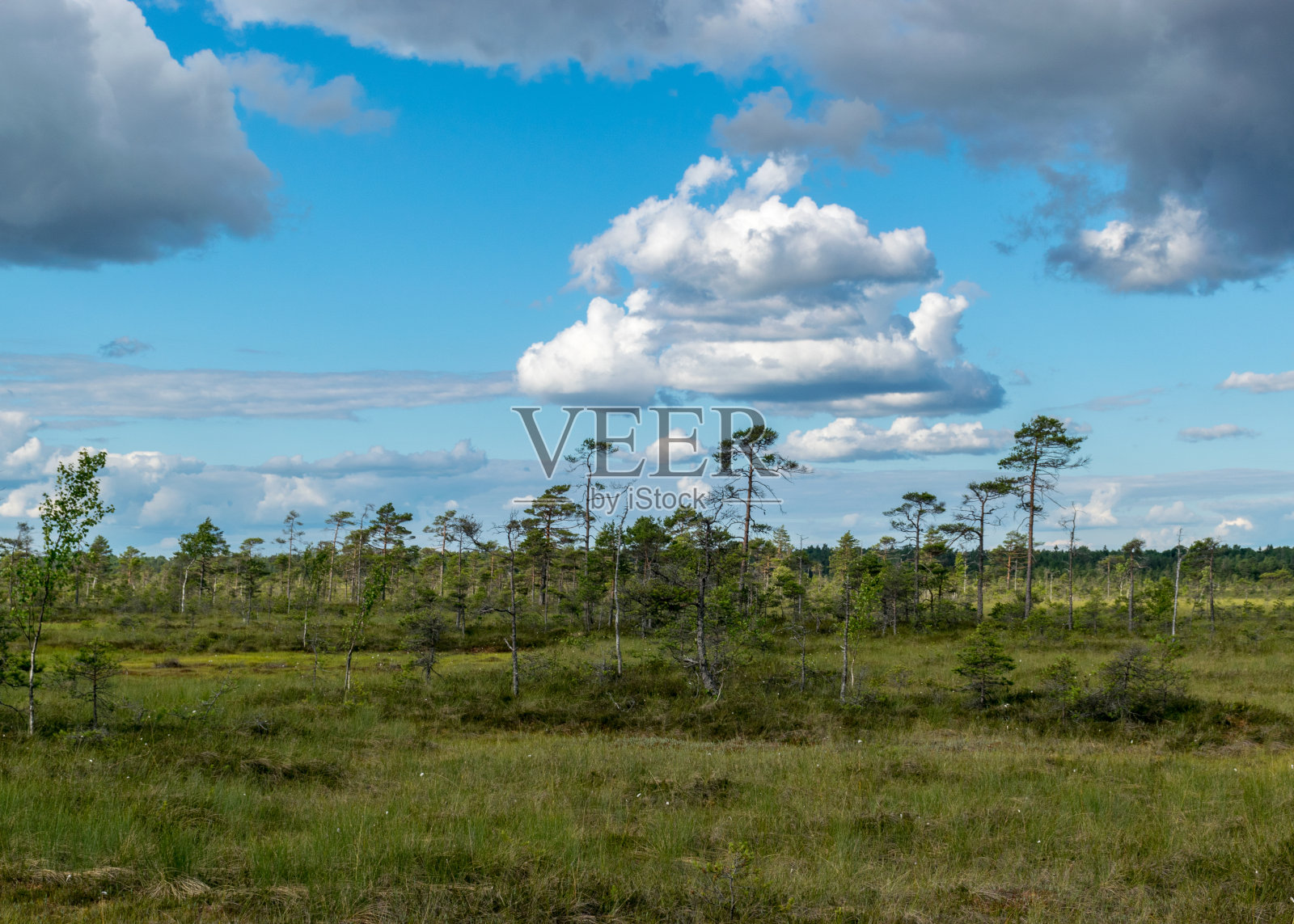 来自沼泽的传统景观，白色的积云。鲜绿色的沼泽草和小的沼泽松树。Nigula沼泽、爱沙尼亚照片摄影图片