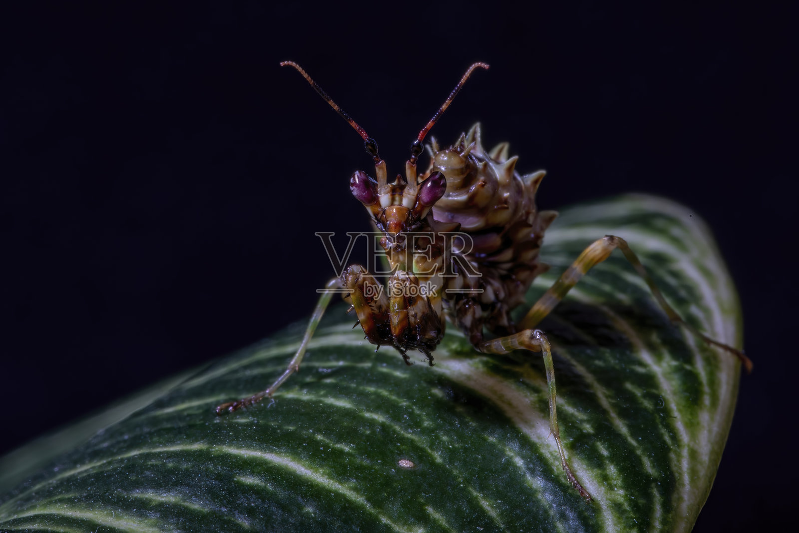 一个近距离的L3刺花祈祷螳螂的若虫照片摄影图片