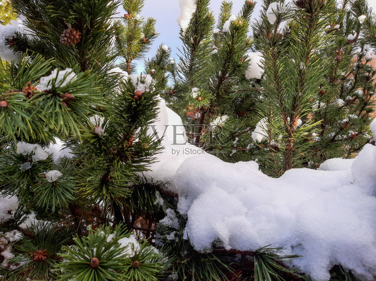 雪落在松枝上。照片摄影图片