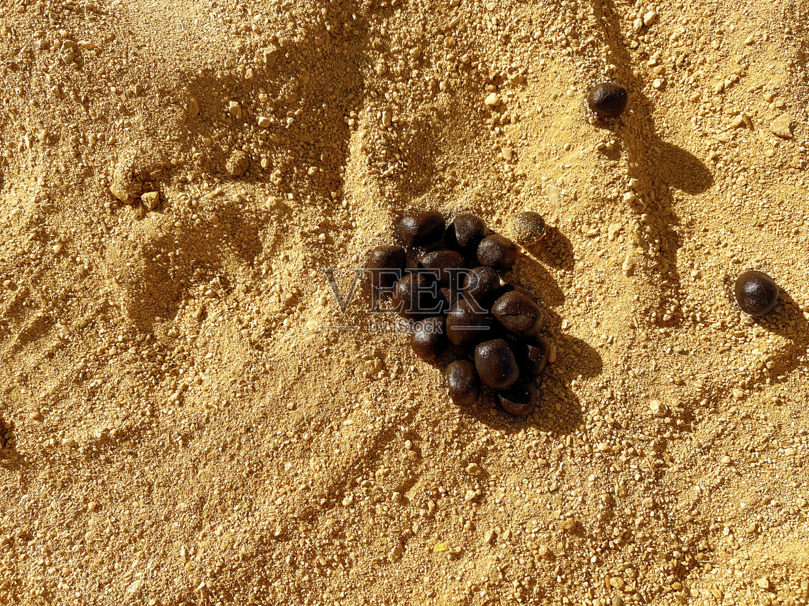 沙漠里的骆驼粪便，俯视图。骆驼的粪便在沙滩上照片摄影图片