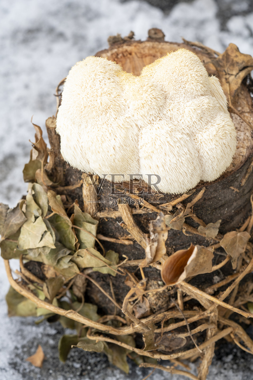 狮子的鬃毛(猴头)，在一个树桩上。照片摄影图片