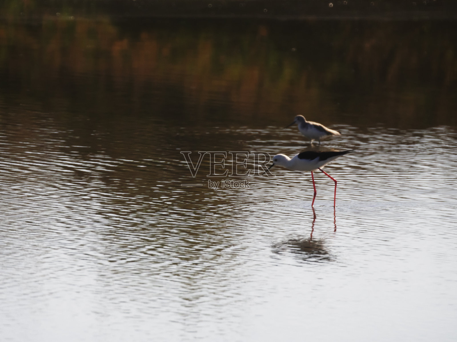 黑色翅膀的支撑物照片摄影图片