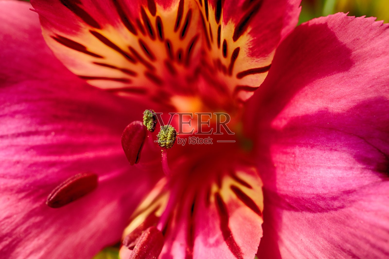 花与虫照片摄影图片