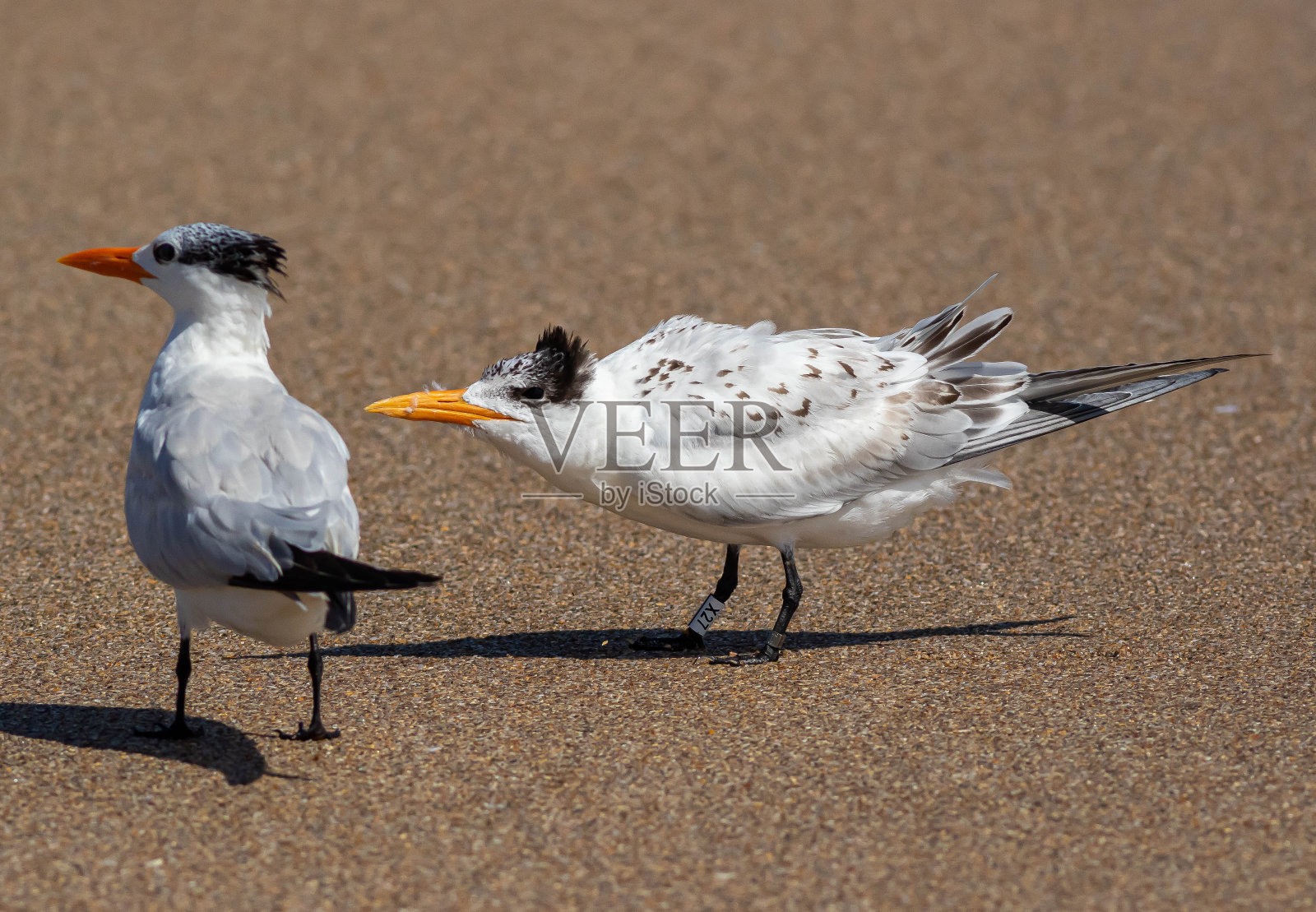 皇家燕鸥低头凝视照片摄影图片