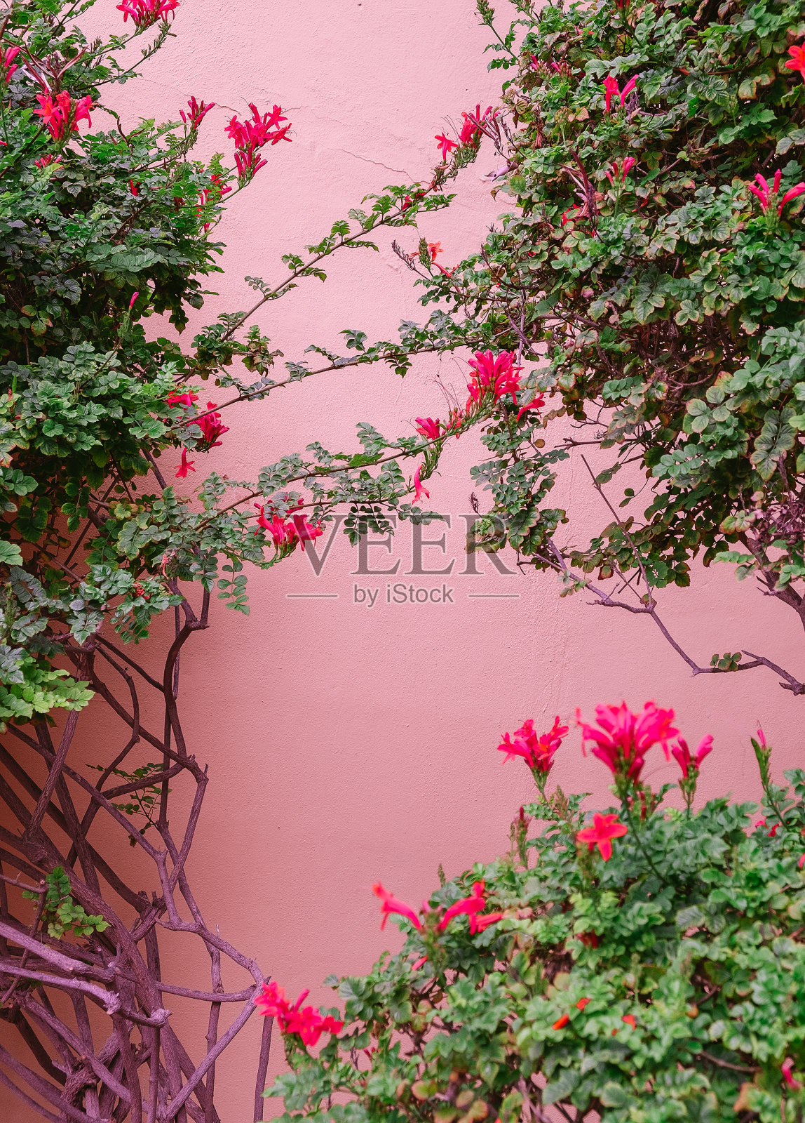 热带花粉红色的墙背景。自然爱好者审美壁纸照片摄影图片
