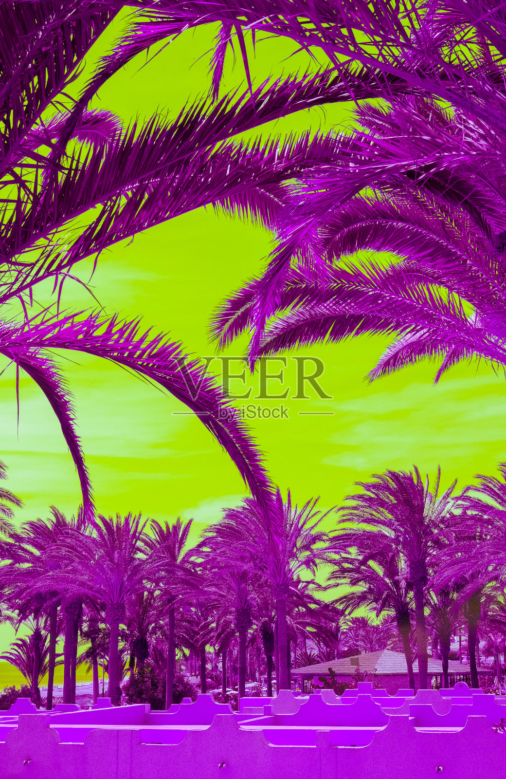 时尚的热带超现实的位置。棕榈和天空。加那利岛。非常贴近潮流的旅游理念照片摄影图片