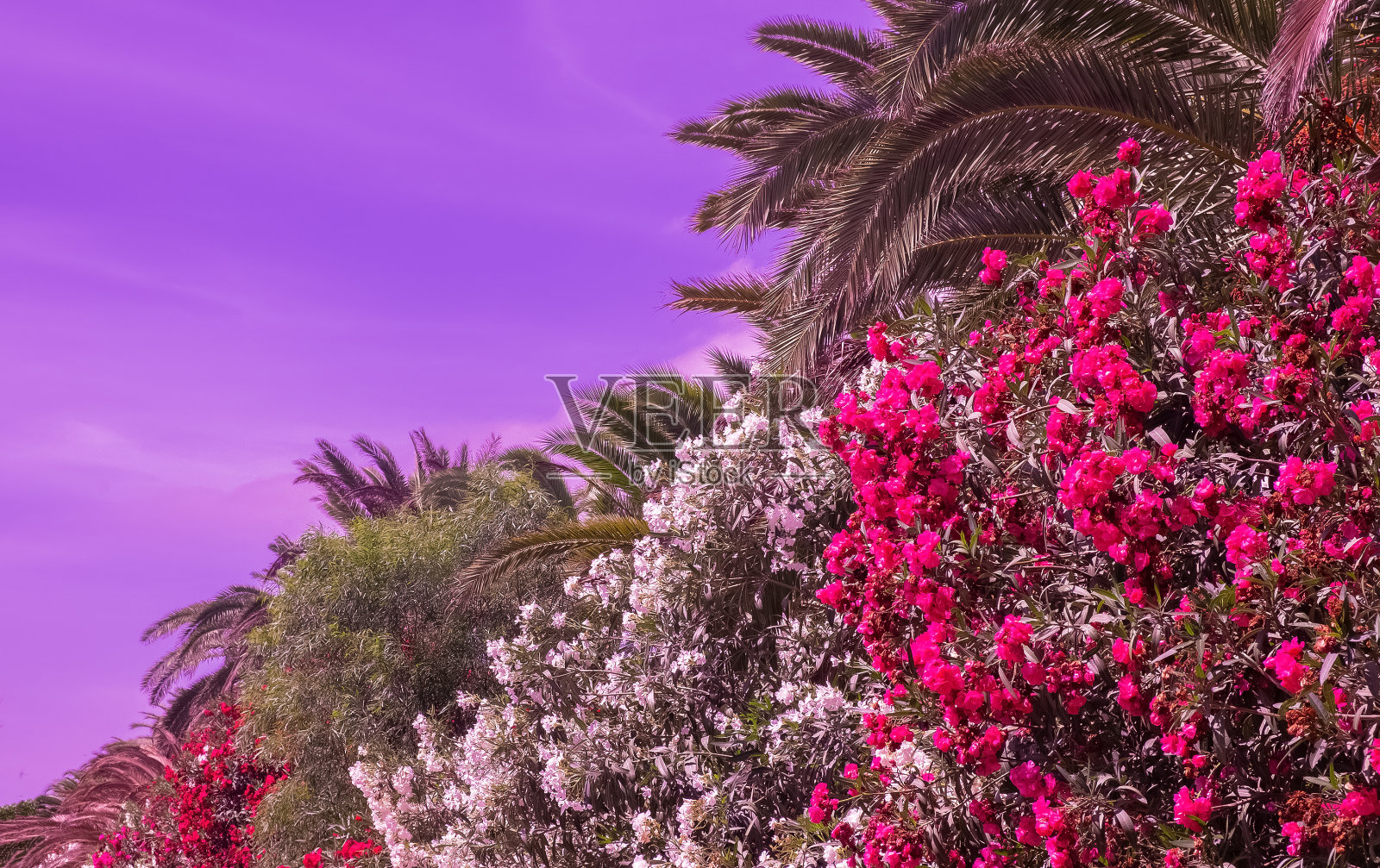 开花热带花卉的地点。加那利岛。春天旅游审美照片摄影图片