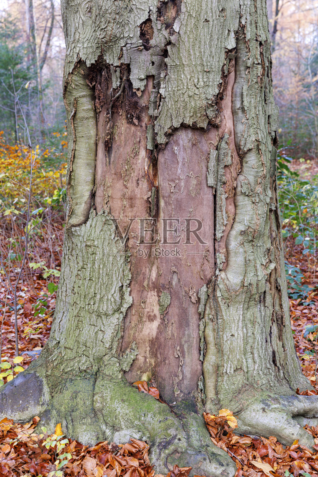 树皮的特写，秋天的季节照片摄影图片