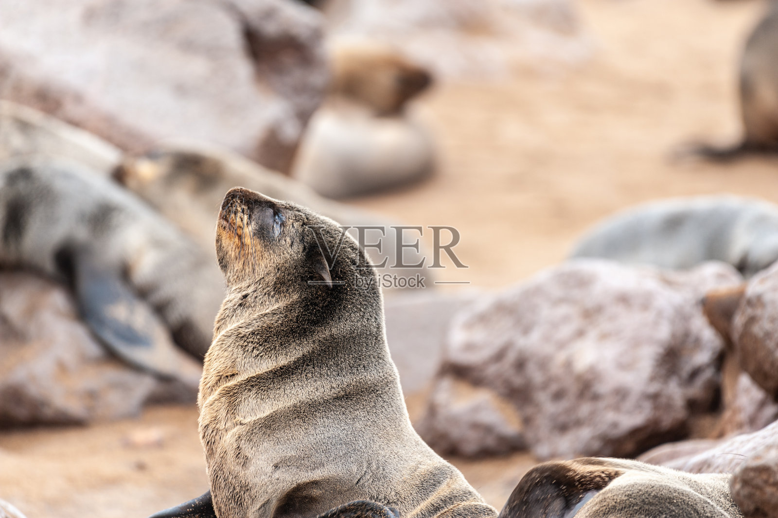海豹在纳比比亚骷髅海岸的海滩上休息照片摄影图片