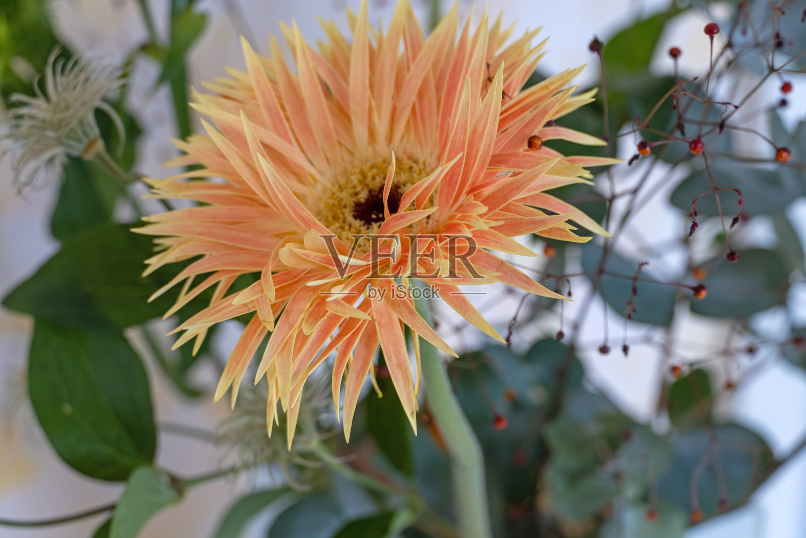 非洲菊的花照片摄影图片