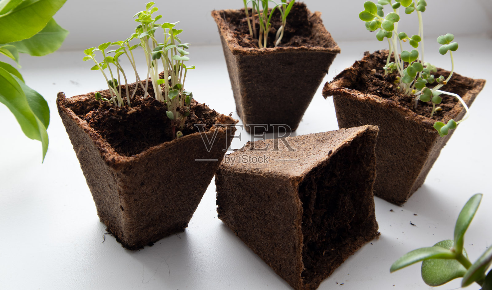 为温室准备的发芽幼苗照片。春天的背景。秧苗在春天的窗前。窗户上的泥炭锅里的豆芽。照片摄影图片