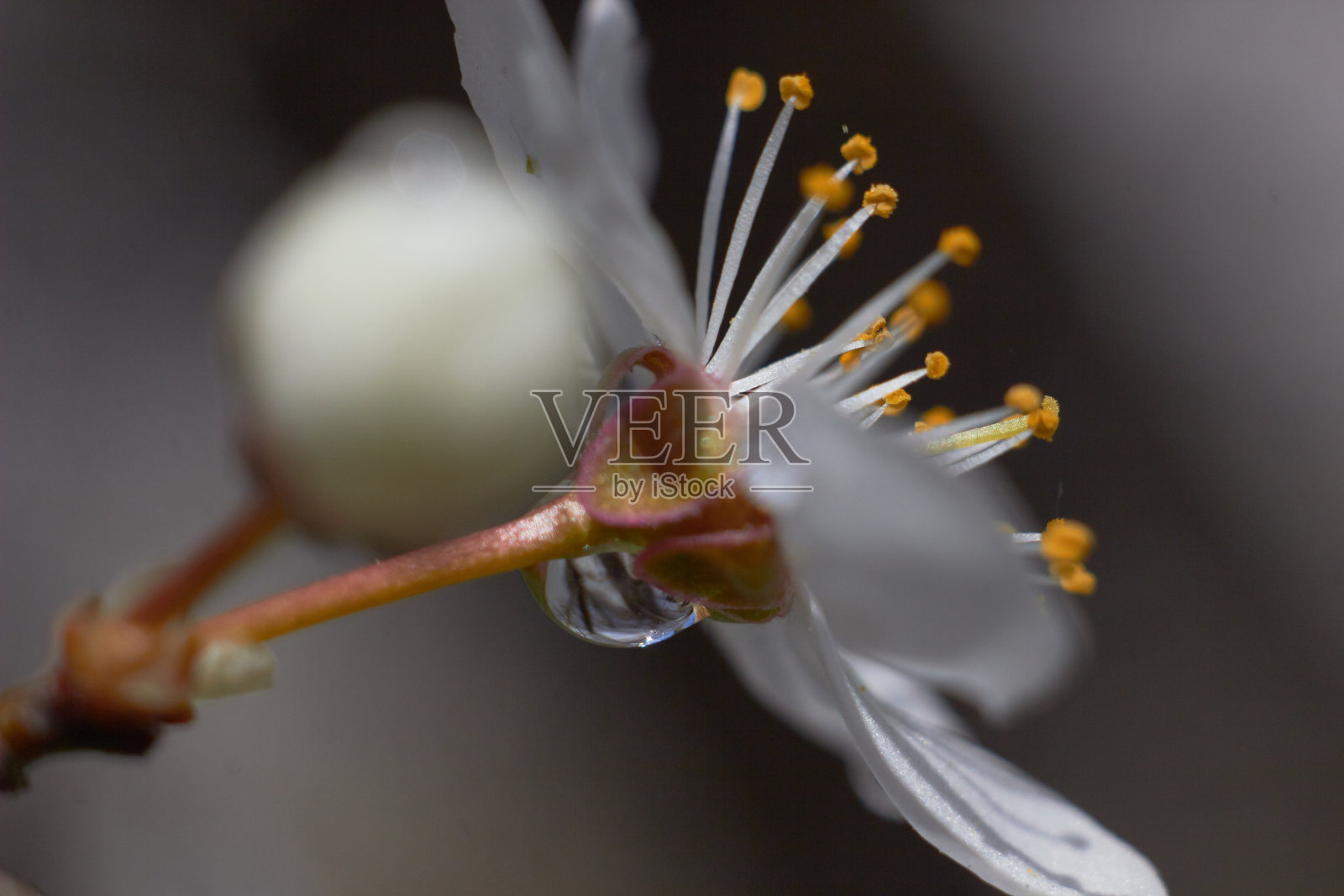春季自然背景：雨后李花与透明水滴照片摄影图片