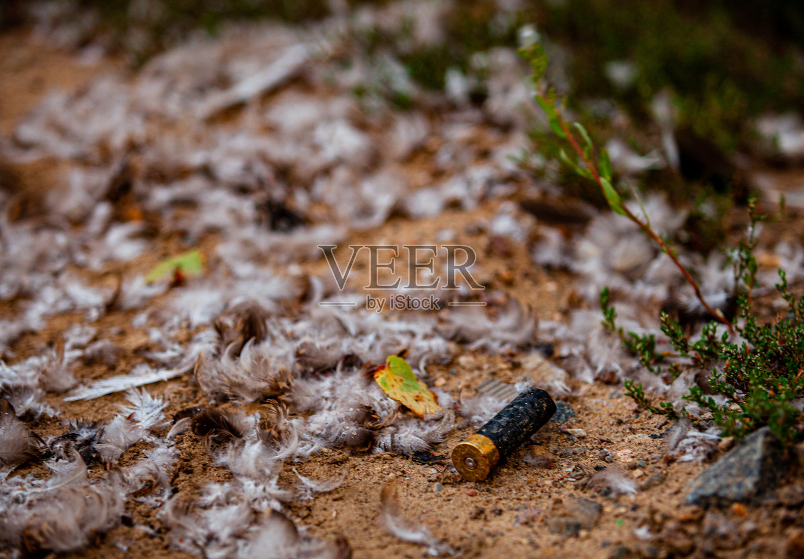 在羽毛中躺着用过的弹壳照片摄影图片