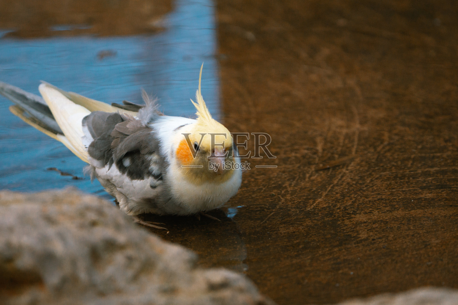 黄灰色鹦鹉鹦鹉正在洗澡。美丽的颜色。照片摄影图片