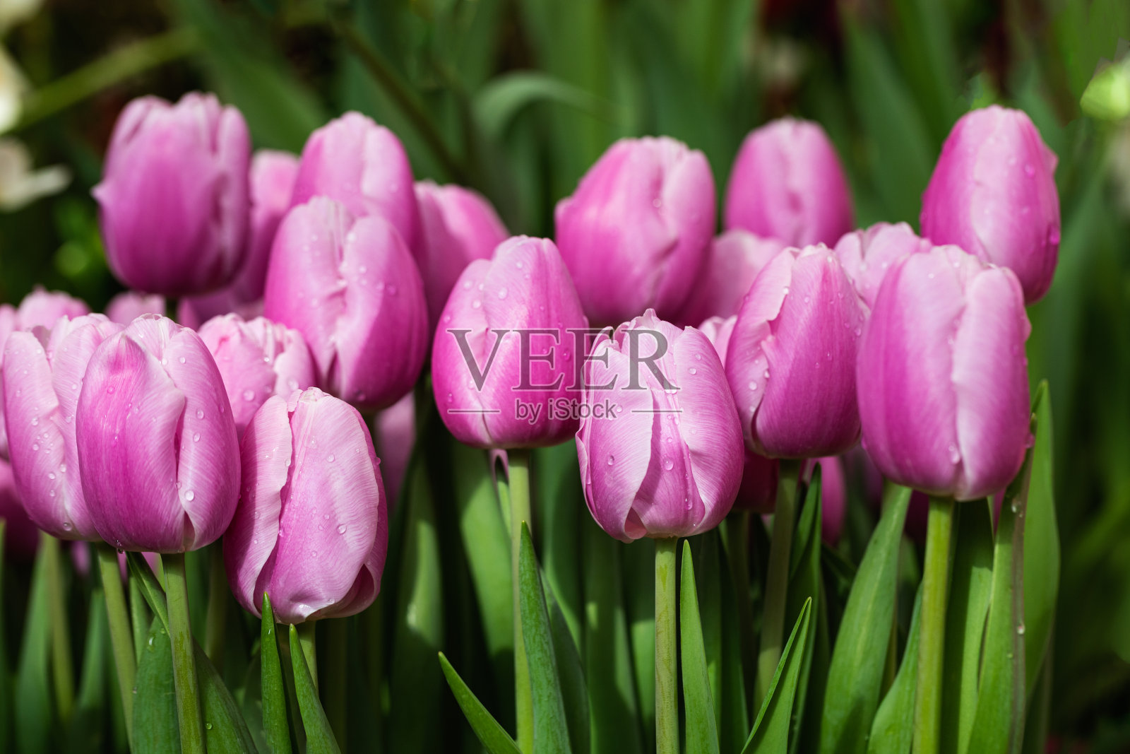 花园背景是鲜嫩的粉红色郁金香照片摄影图片