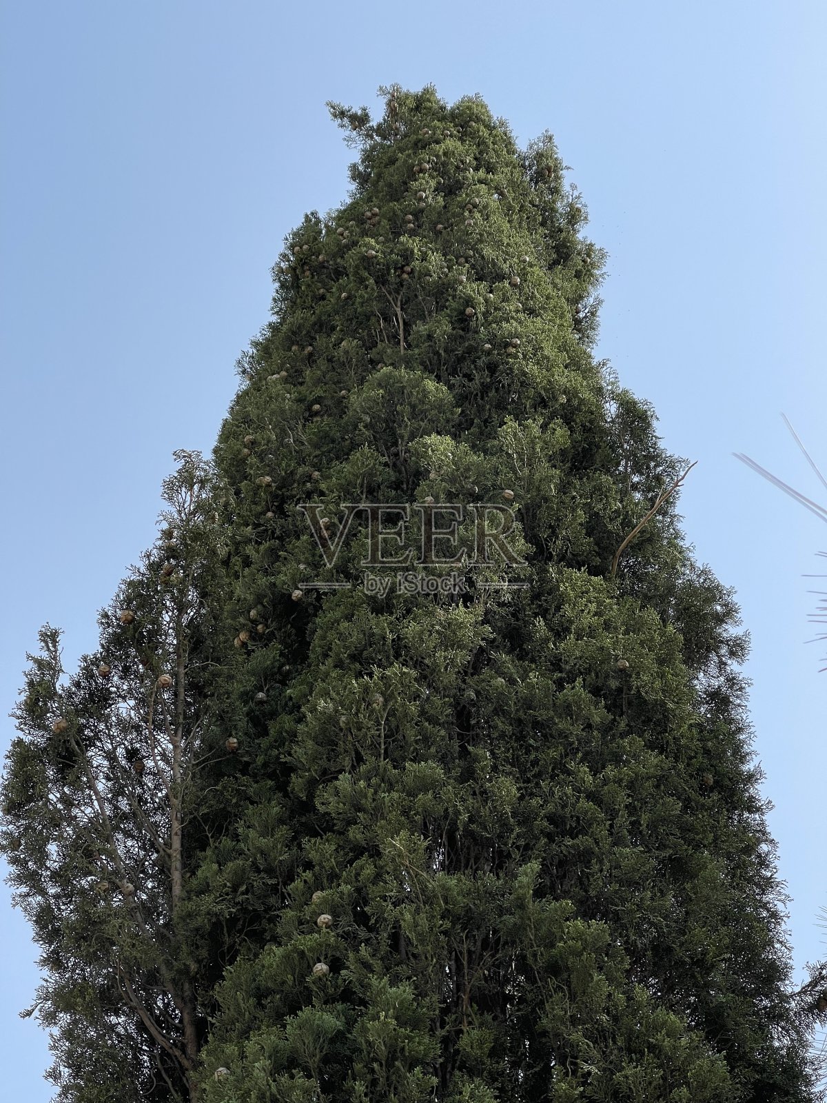 高大的松树照片摄影图片