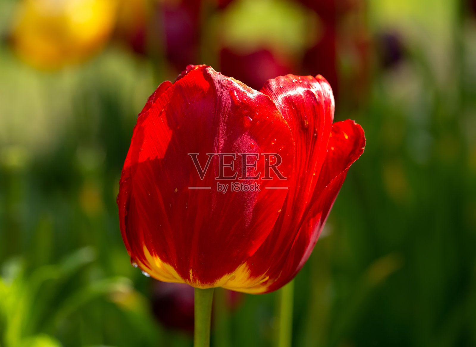 红色游行类型的郁金香。一张阳光下浅景深的照片，适合卡片、海报、网站装饰等。照片摄影图片