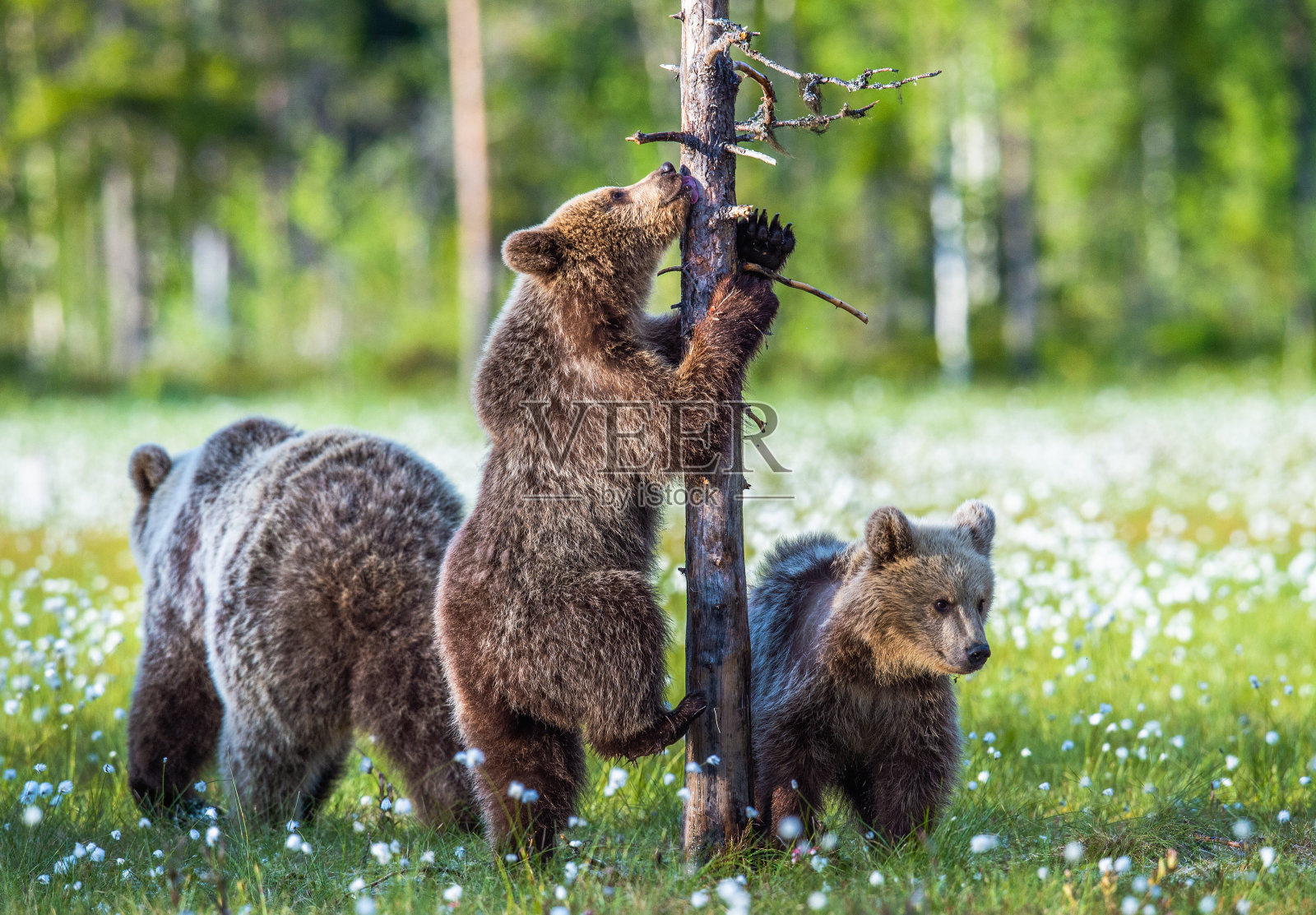 熊宝宝和母熊在夏季森林的沼泽里，在白色的花丛中。小熊用后腿站立。棕熊家族。学名:熊arctos。照片摄影图片