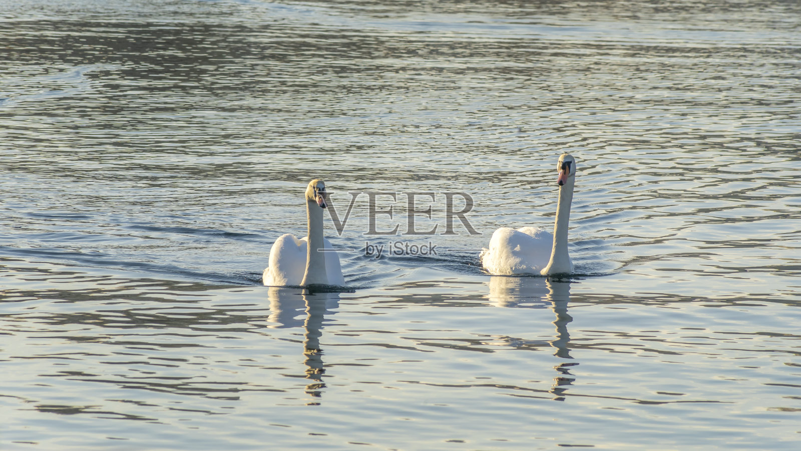 一对沉默的天鹅，天鹅座的颜色，在冬季城市的河流。一对天鹅是忠诚的象征和象征。照片摄影图片