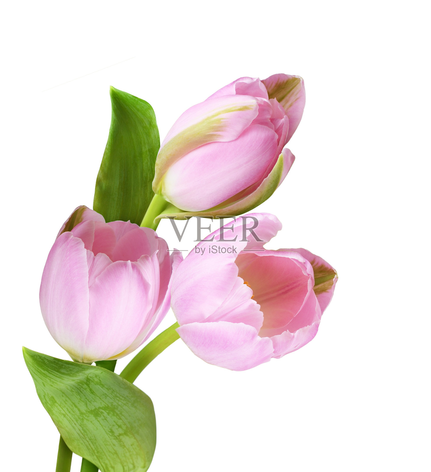 粉红色的郁金香花在一个插花安排孤立在白色照片摄影图片