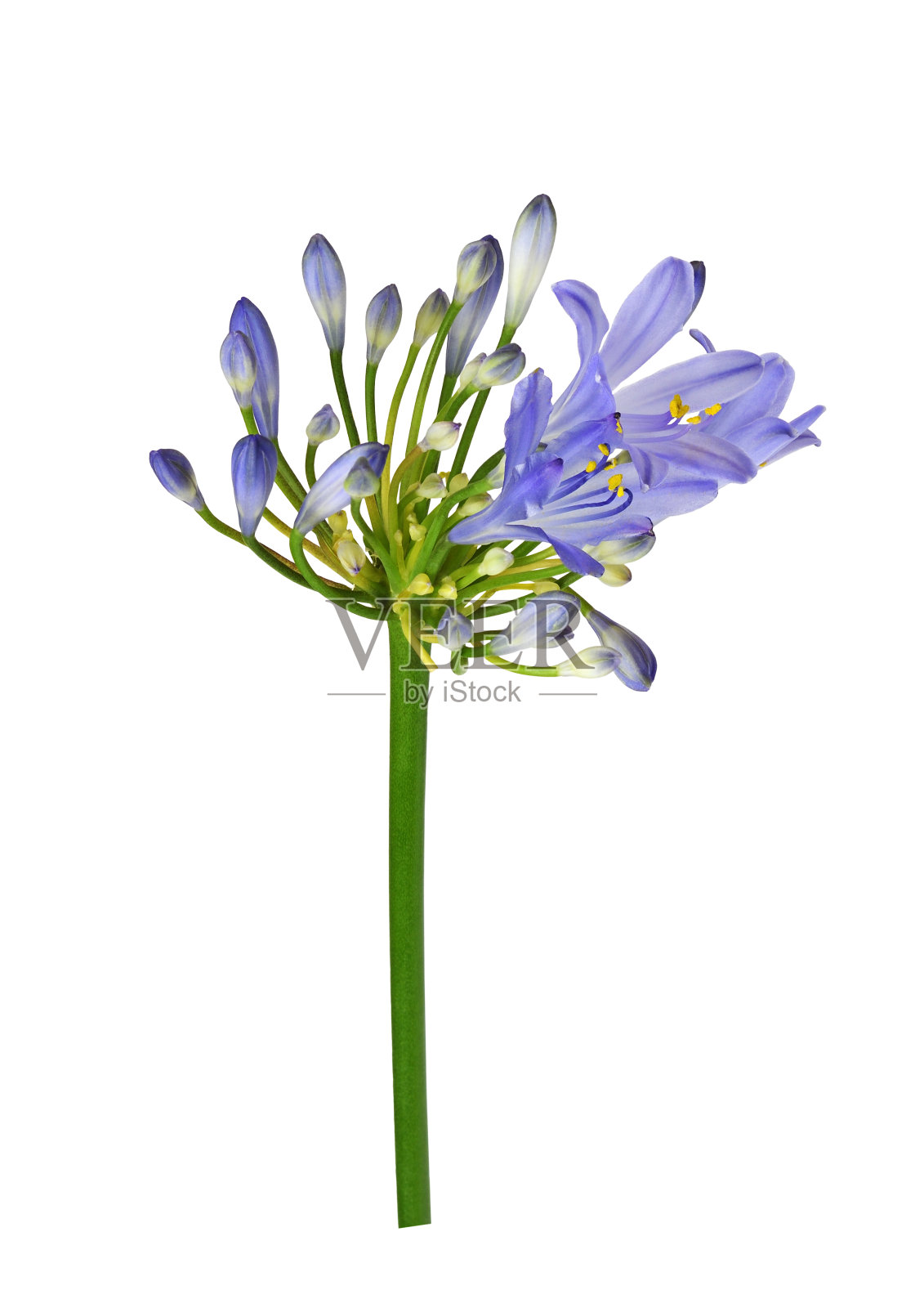 蓝色的琼脂花和花蕾分开照片摄影图片