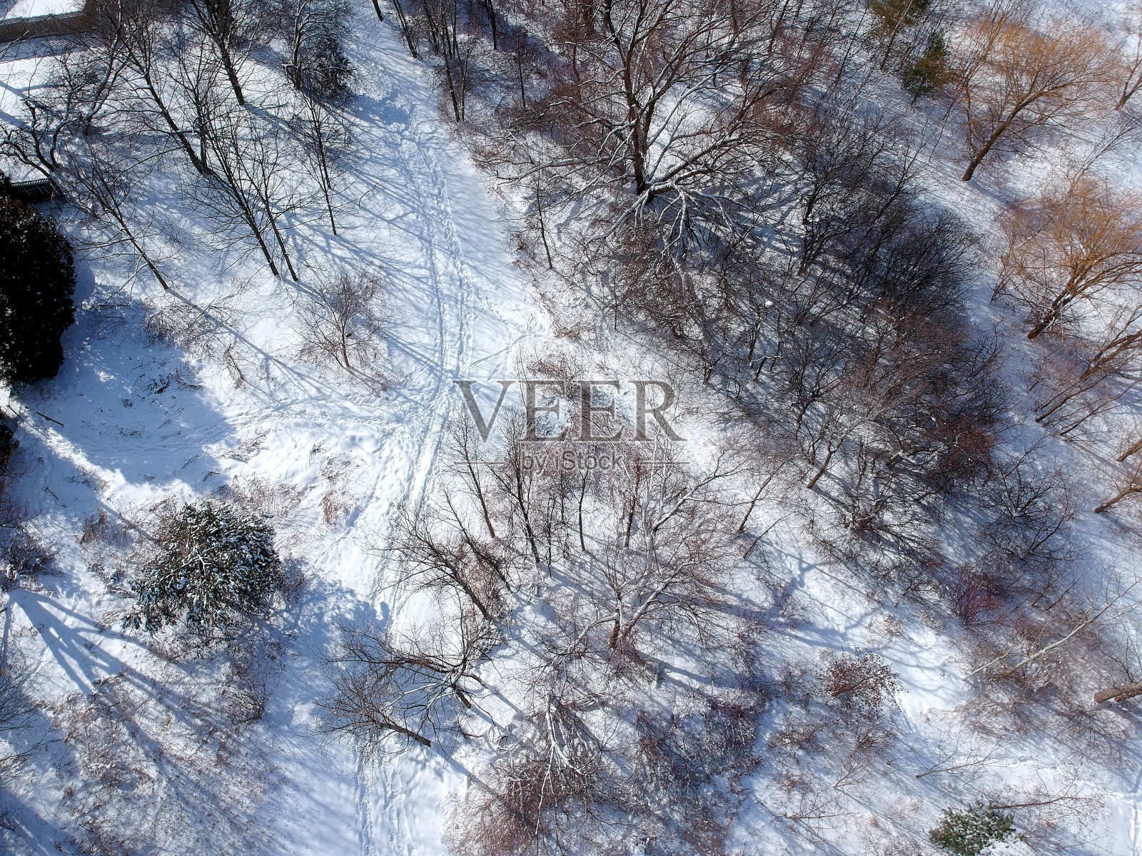街心后院公园的俯视图，树木被雪覆盖。松树和无叶树。隆冬时节。顶部空中特写视图。照片摄影图片