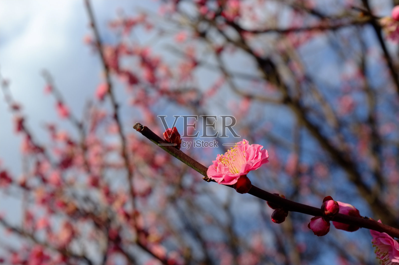 粉色的梅花花照片摄影图片