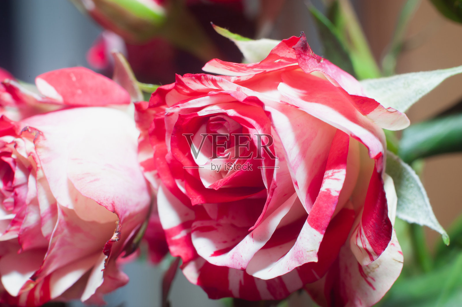 一束玫瑰孤立在背景上照片摄影图片