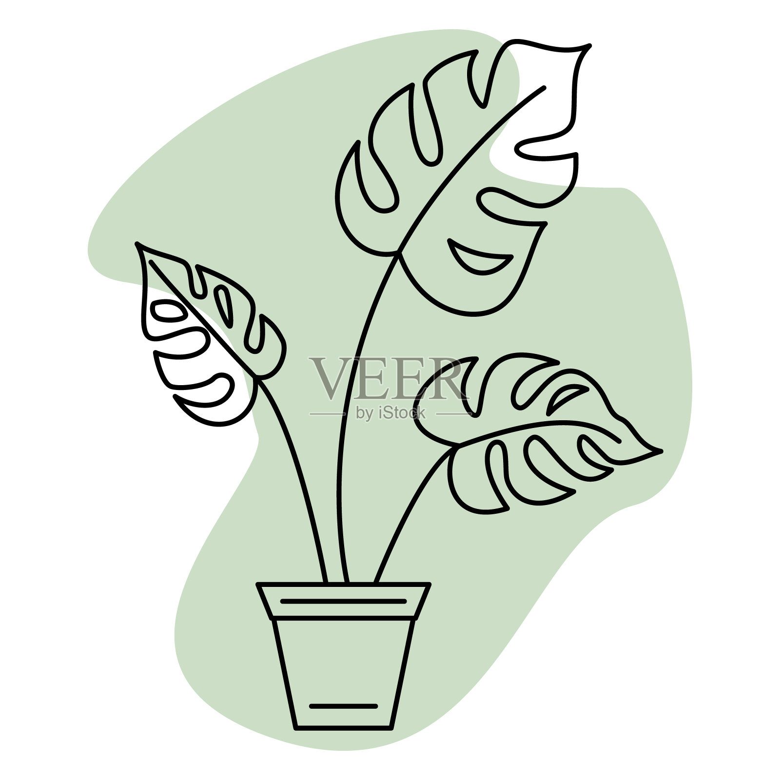 一个盆栽。Monstera，有裂缝的大叶子。家庭和办公室室内盆栽植物。矢量图标，绿色抽象背景，轮廓，孤立插画图片素材