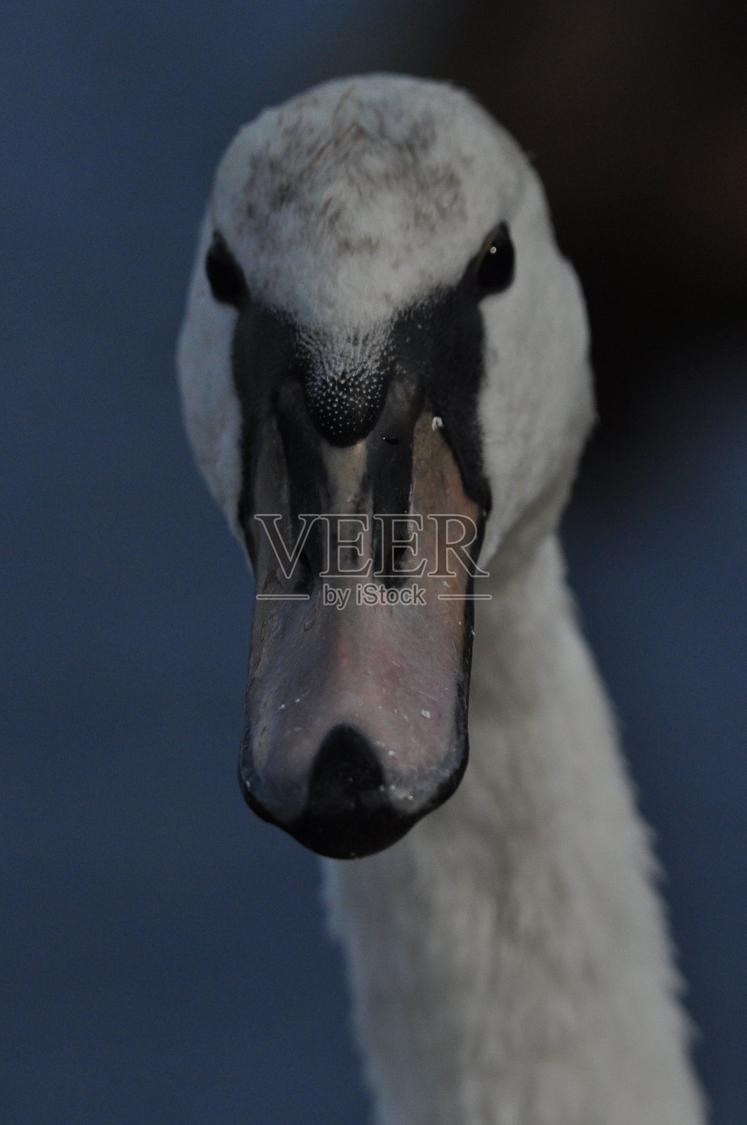 静静的天鹅在湖上、河上游泳。一只雪白的鸟长着长长的脖子，组成了一对恩爱的夫妇和充满爱心的一家人。照片摄影图片