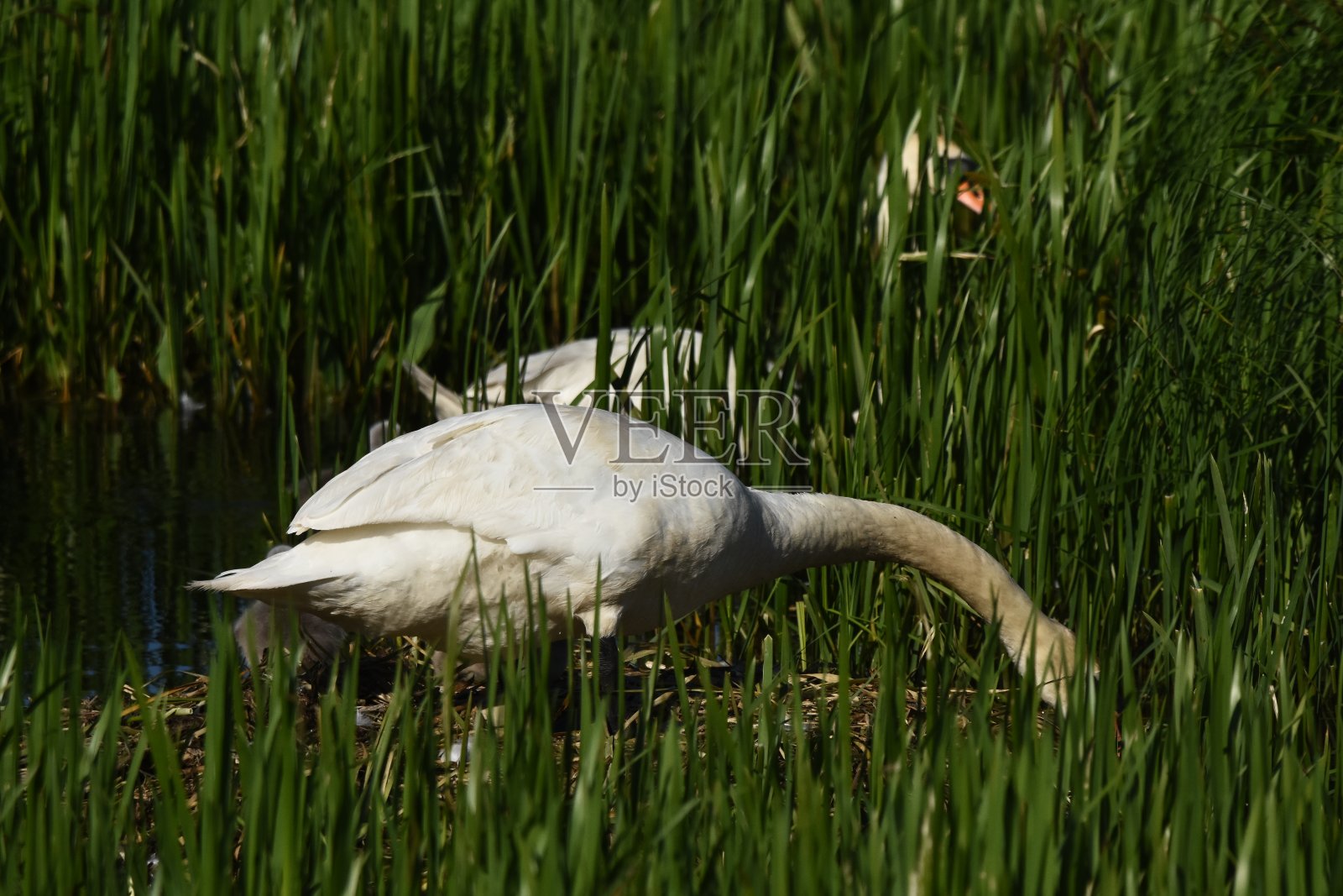 静静的天鹅在湖上、河上游泳。一只雪白的鸟长着长长的脖子，组成了一对恩爱的夫妇和充满爱心的一家人。照片摄影图片