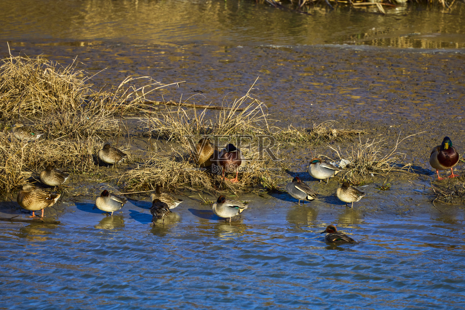 阳光明媚的一天，河上的鸭子照片摄影图片