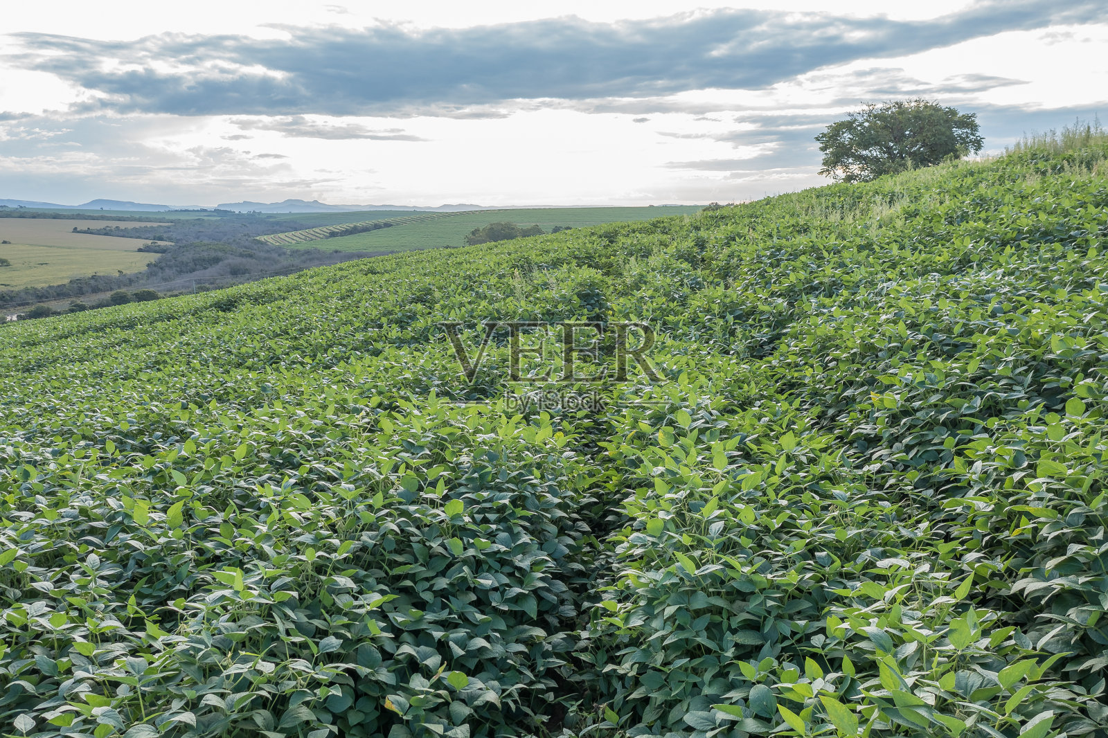 大豆叶片São José da Barra，米纳斯吉拉斯，巴西，近景照片摄影图片