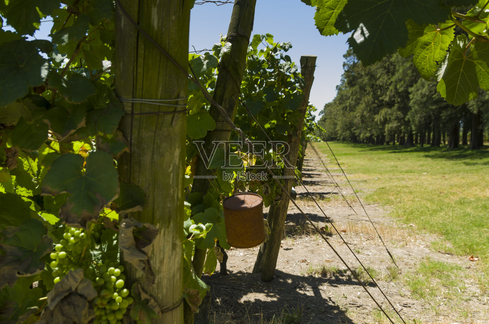 乌拉圭酿酒厂出产的欧洲葡萄照片摄影图片