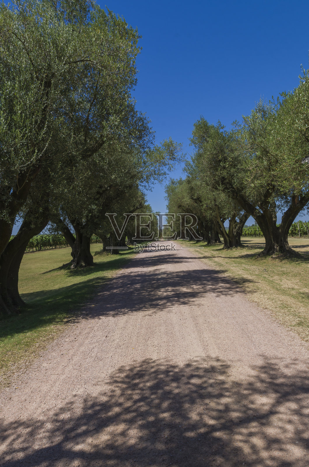 美丽的土路，中间种着橄榄树照片摄影图片