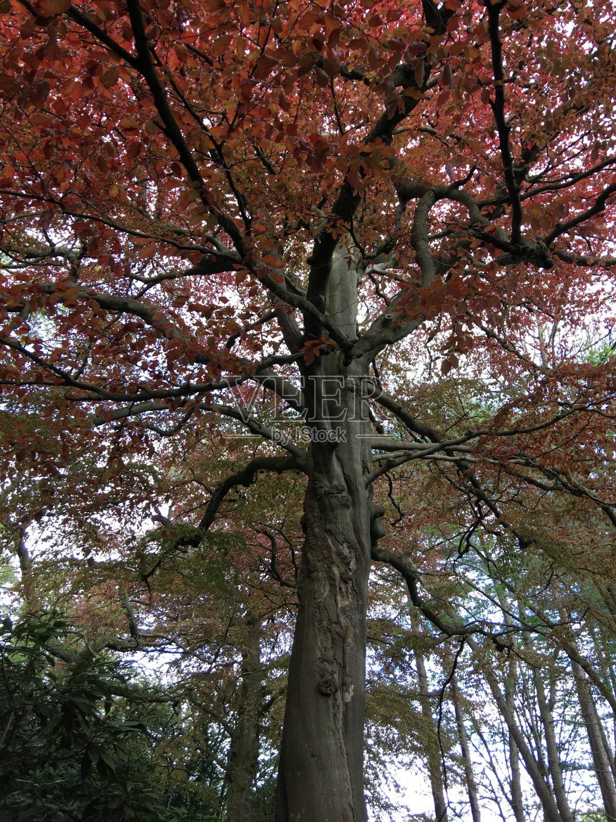 利兹花园和公园照片摄影图片