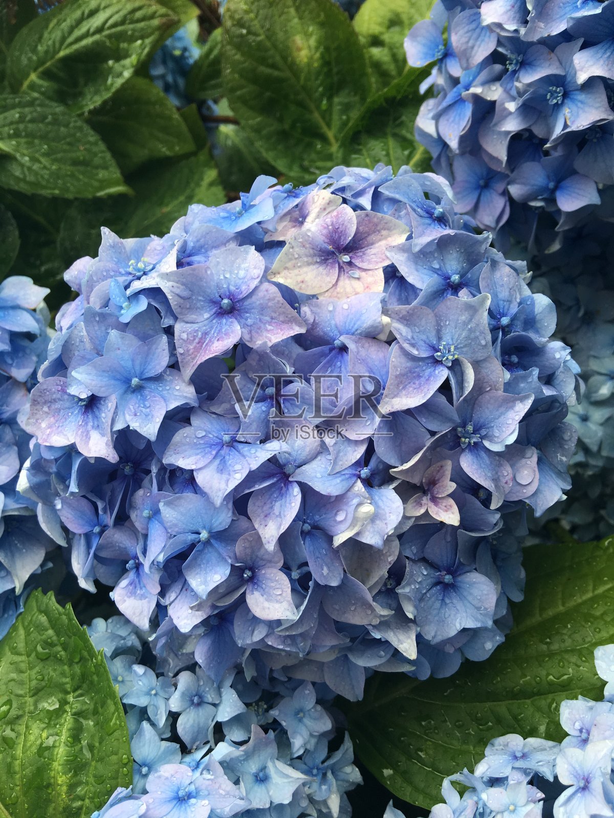 利兹的性质照片摄影图片