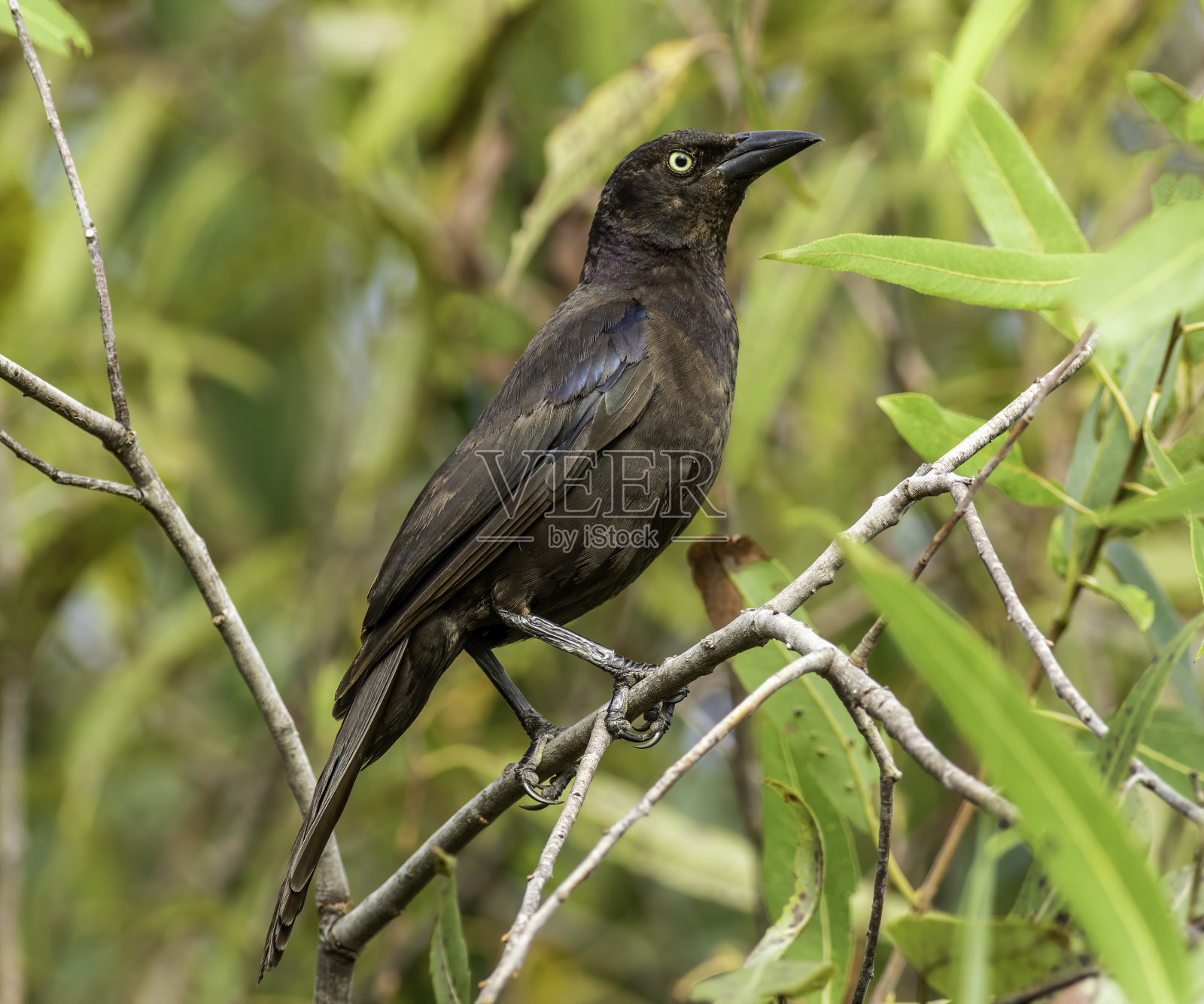常见的白头翁肖像照片摄影图片
