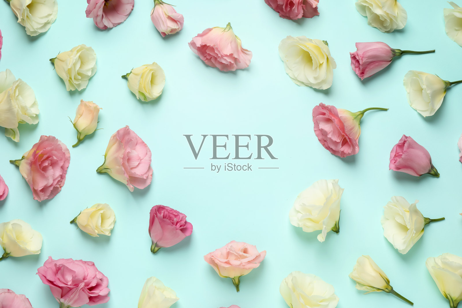 美丽的月牙花框架浅蓝色背景，平铺。空间的文本照片摄影图片